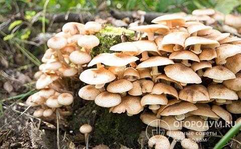 Квашеные грибы на зиму - базовый горячий рецепт » сусеки