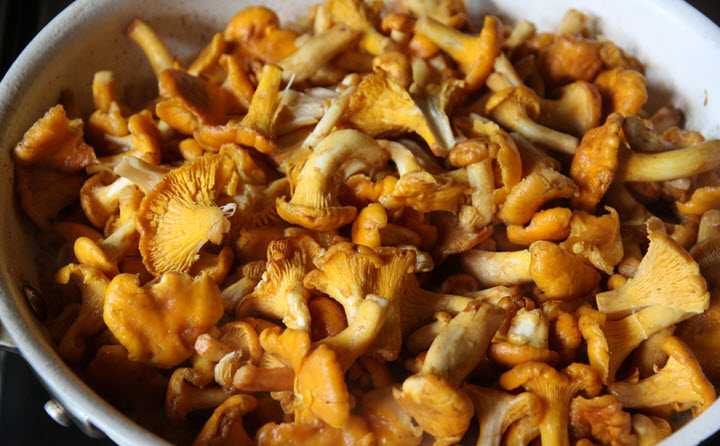 Как заморозить грибы на зиму в морозилке: 3 варианта / заготовочки