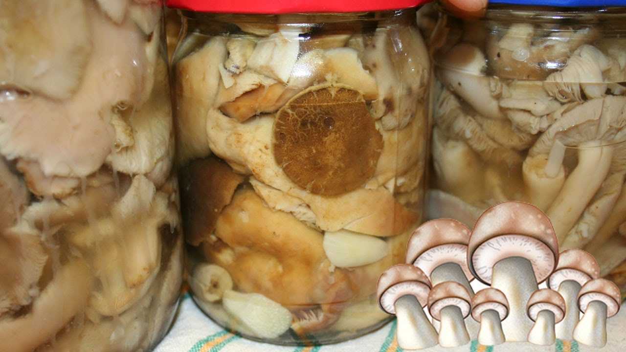 Маринад для грибов на 1 кг грибов. маринад для любых грибов | здоровье человека