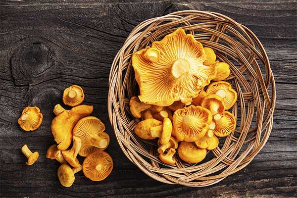 6 лечебных свойств грибов лисичек, а также противопоказания для человека и способы применения