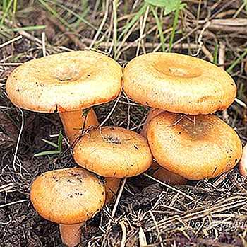 Способы сушки грибов и заготовка на зиму