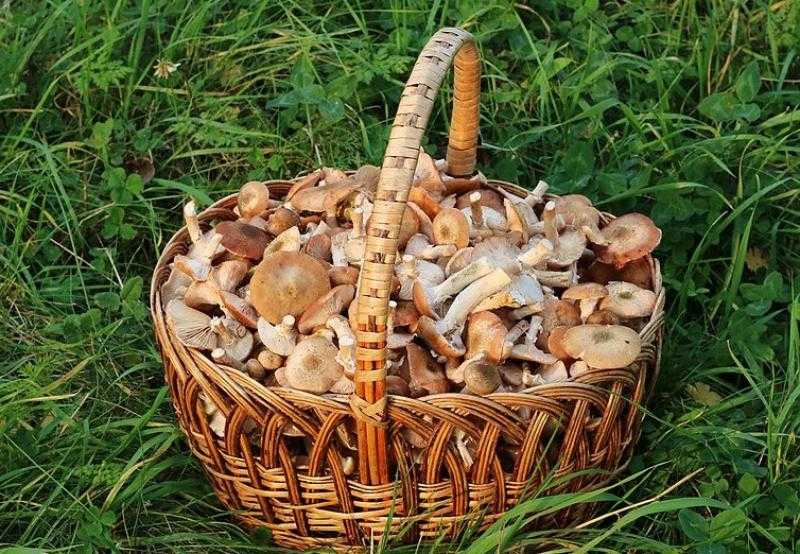 Под какими крышками нужно закрывать маринованные грибы на зиму: полезные рекомендации