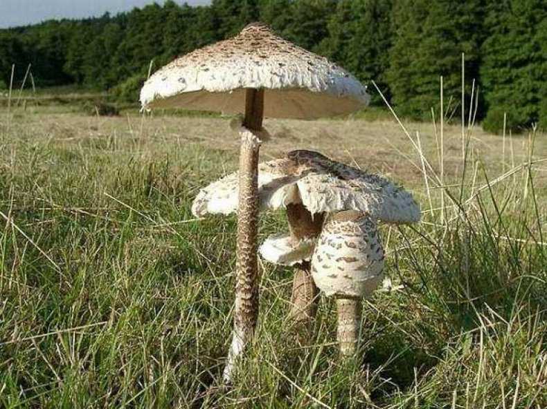 Зонтик обыкновенный гриб фото