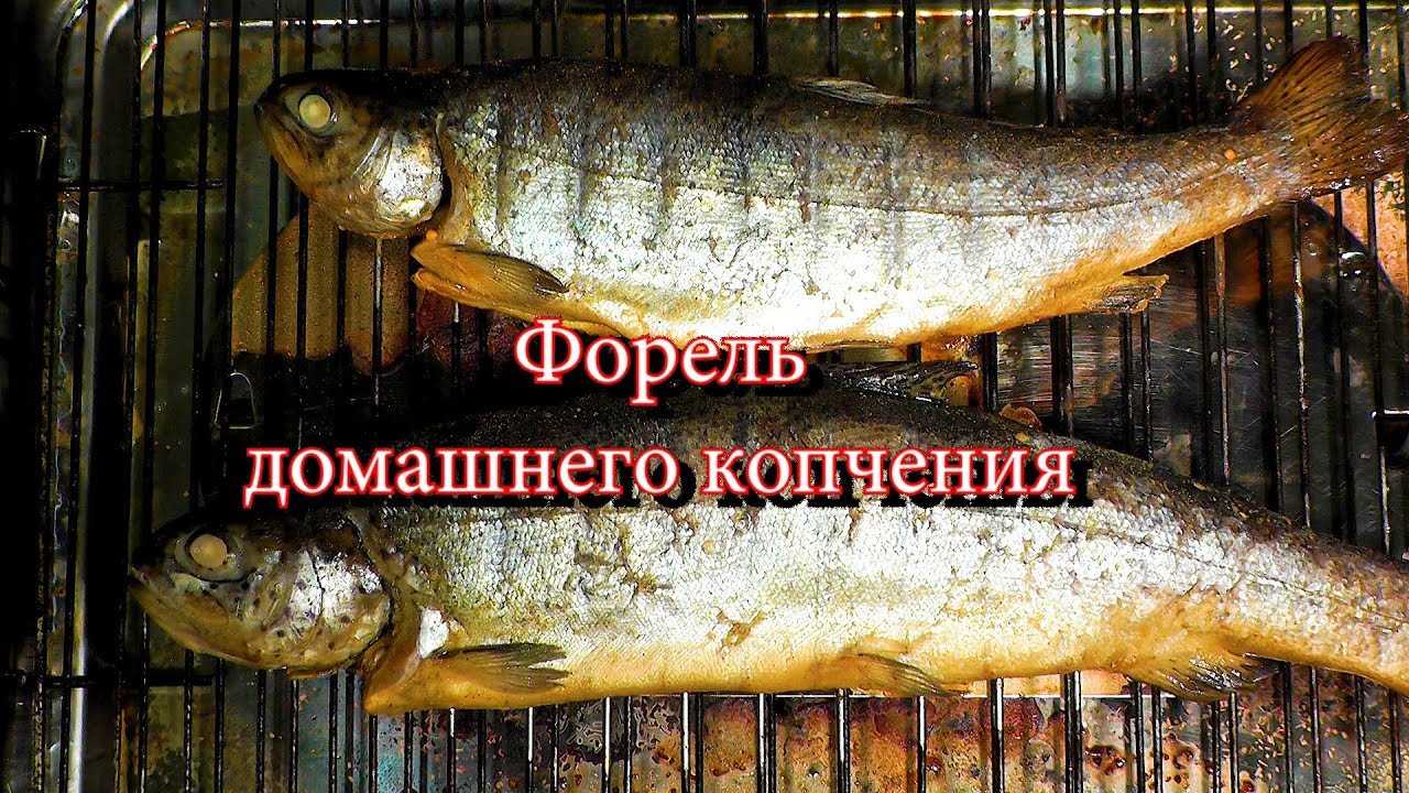 Рыба холодного копчения, как ее приготовить в домашних условиях