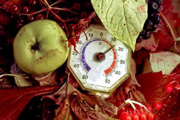 Мочёные яблоки: тонкости и нюансы приготовления в домашних условиях